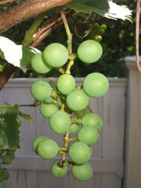   Infructescence: nbsp; Vitis labrusca ; Photo by Andrew Leahey, wikimedia commons
